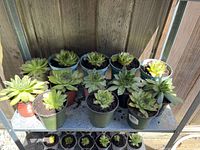 Succulent plants arranged on a lower shelf with individual pots of various sizes and colors. Plants have fleshy leaves typical of succulents.