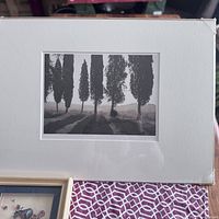 Framed black and white print showing large trees with long shadows, matted and under glass.