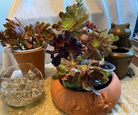 Photo showing six items including a brown ceramic flower pot with multiple succulents, a round clay pot with frog motifs holding succulents, a brass frog planter, and a clear glass bowl with decorative beads