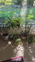 Photo showing four live potted plants arranged indoors by a window with natural light, plants include Dracaena and other green leafy varieties.