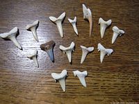 Top view of 15 shark teeth laid out on a wooden surface showing various shapes and colors.