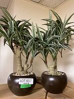 Two potted spider plants with thick braided trunks placed on a wooden surface against a wall.