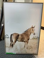 Framed picture showing a tan foal with a dark mane standing in a light grassy field, viewed from the left side.