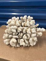 Photo of a natural white coral cluster with knobby texture resembling a "cat's paw."