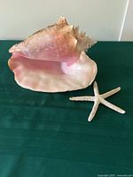 Conch shell and starfish against green fabric background