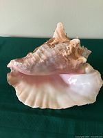 Natural large conch shell with visible pink interior and beige-brown exterior on a green fabric background.