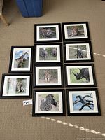 10 framed wildlife nature photographs arranged on a carpet. Includes images of zebras, giraffes, elephants, rhinos, birds, baby lion, and leopard.