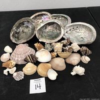 Photo showing entire lot of sea shells including four large abalone shells and various smaller shells of differing types and colors on black surface.