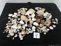 Wide view of the sea shells spread out on a black surface showing the variety in shape, size, and color.