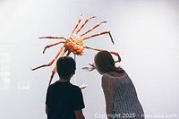 View of people observing a large spider crab sculpture inside the museum, illustrating the natural history exhibits.
