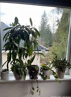 Four potted live plants on a windowsill, including a tall dark green leafy plant and trailing vines, some in white ceramic pots and one purple plastic pot