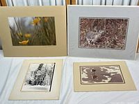 Four photographic prints displayed laid out on white surface. Featuring nature and animal themes including flowers, rabbit, forest and water reflections.