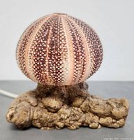 Close-up side view of the sea urchin shell lamp showing the natural pattern and dotted texture with wooden base beneath.