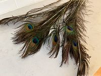 Photo showing a bunch of peacock feathers with their distinctive eye patterns arranged on a flat surface.