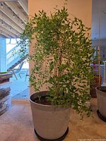 Eversweet Pomegranate tree in a large round pot, showing side view with dense green foliage and visible brown stems.
