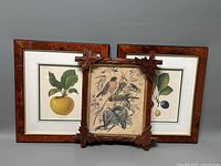Front view of the three framed prints arranged side by side with the ornithological print in the center and botanical prints on either side.