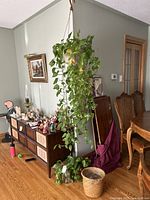 Large hanging Pothos plant suspended by brown leather straps, with long trailing leaves, located in a living room area near a dining set and cabinet.