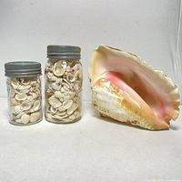 Photo showing a large conch shell next to two antique mason jars filled with small shells against a plain white background.