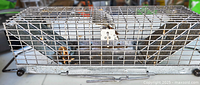 Side view of rectangular metal wire cage rodent trap showing secure latch and interior space for capture.