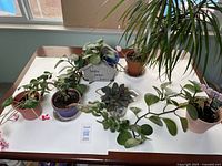 Wide photo showing all seven small houseplants arranged on white table near window with natural light.
