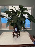 Peace Lily plant on wooden stand viewed from front showing large green leaves and the whole plant on a white tablecloth.