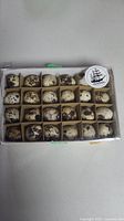 Top view of the 24 spotted quail eggs in a Bowring box, showing all eggs arranged in compartments.