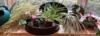 Wide view of all the small house plants set on a window sill on a black tray showing all plants together