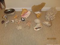Wide shot showing all sea shells and corals arranged on a carpet including large conch shells, abalone, sand dollar and smaller shells.