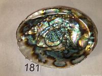 Top-down view of the abalone shell showing iridescent nacre and natural holes.