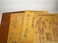 Four anatomical wall charts laid out side by side, showing The Muscular System (two charts), The Nervous System, and The Skeletal System.