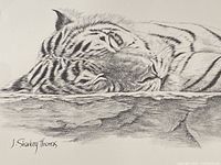 Close-up of the drawing showing detailed tiger head and signature of J. Sharkey Thomas.