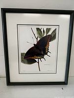 Full view of framed print showing the moth image and overall condition.