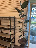 Full view of tall rubber plant with large leaves in cast iron pot.
