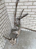Two natural driftwood pieces placed against a brick wall on concrete ground, showing size and shape.