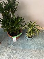 Front view of two live potted houseplants on blue carpet. The left larger plant has broad dark green leaves and the right smaller plant has variegated thin leaves.