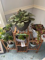 Overall view of the wooden tiered plant stand with six potted live plants including African violet, succulents, and others arranged on carpeted floor near corner of room.