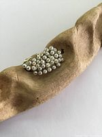 Photo of antique silver brooch with multiple natural sea pearls on a wooden background, showing the front and side view of the brooch.