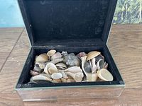Glass jewelry box open, filled with assorted seashells of various shapes and sizes.