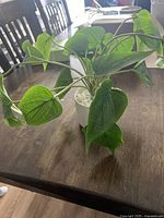 Overall view of the artificial green leaf plant with large leaves and white pot on wooden surface.