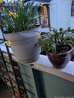Photo of two potted plants including a large white pot with a daisy plant with yellow flowers, and a smaller brown ceramic pot with a Christmas cactus