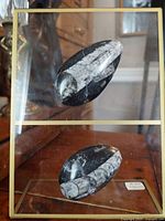 Frontal view of the two polished orthoceras fossils inside the glass and brass display case on a wooden surface.
