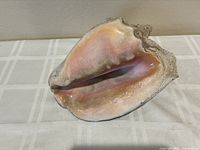 Top view showing the inside smooth pinkish surface of the conch shell.