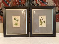 Pair of framed vintage style botanical prints in black wood frames with light grey matting against tapestry background