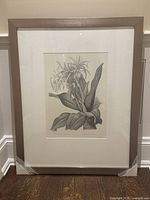 Framed black and white botanical lithograph showing full artwork and wide metallic frame with white matting