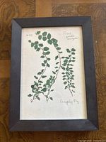 Framed pressed botanical specimen artwork of green creeping fig leaves with handwritten species names on cream paper in black frame.