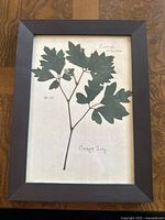 Front view of framed pressed botanical specimen of Grape Ivy with handwritten botanical names.