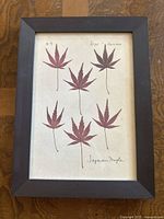 Front view of framed piece showing six pressed Japanese maple leaves and handwritten labels.