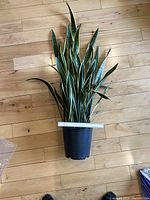 Snake plant showing upright sword-shaped green leaves with yellow edges, placed on a hardwood floor. A ruler across the pot shows approximate size.