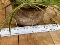 Close-up photo of spider plant leaves and bottom part of the ceramic pot showing texture and size using a ruler.