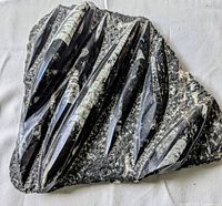 Top view of large polished sedimentary rock plate showing several elongated orthoceras fossils in relief.